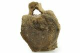 Hadrosaur (Edmontosaurus) Caudal Vertebra - Wyoming #377734-2